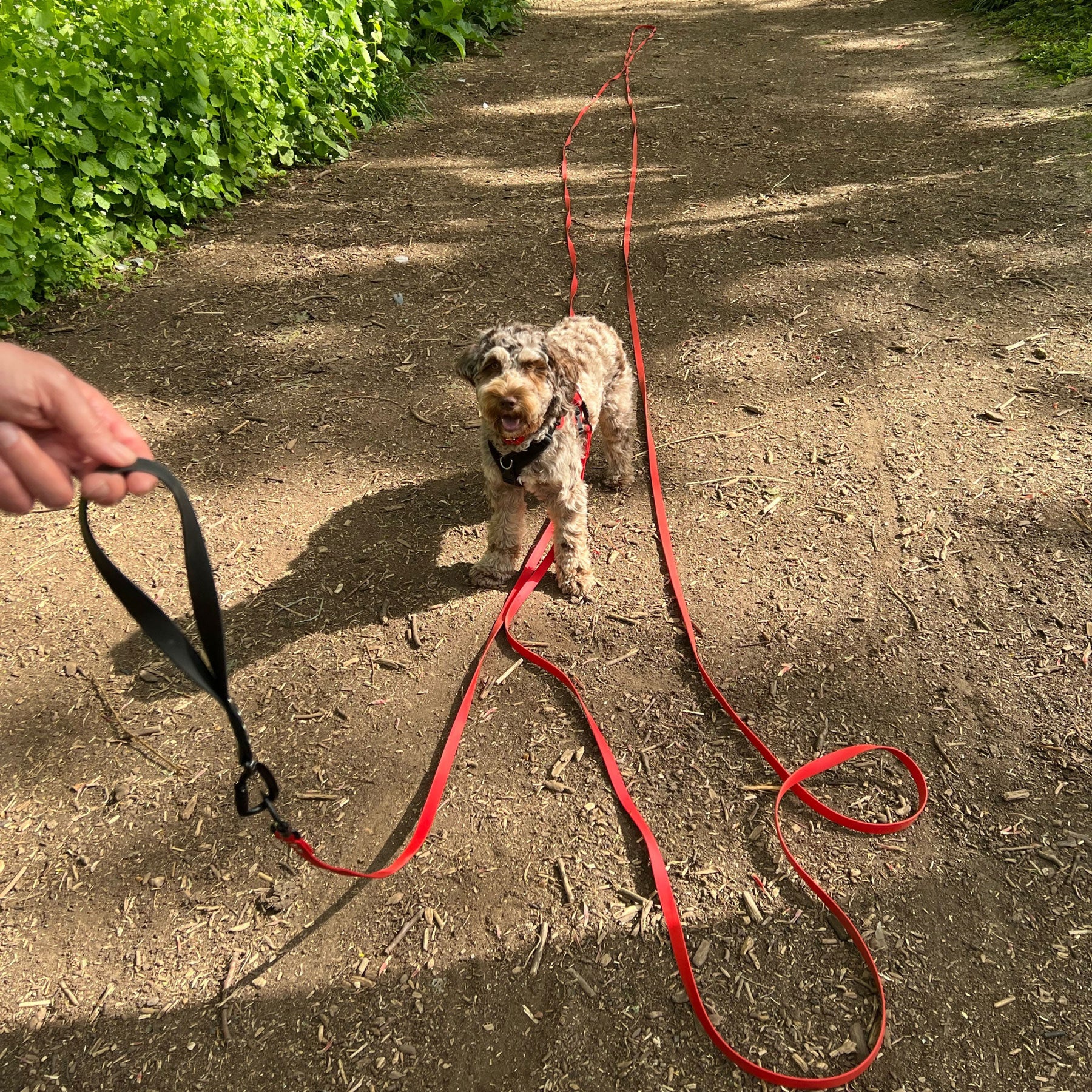 Long line outlet dog leash